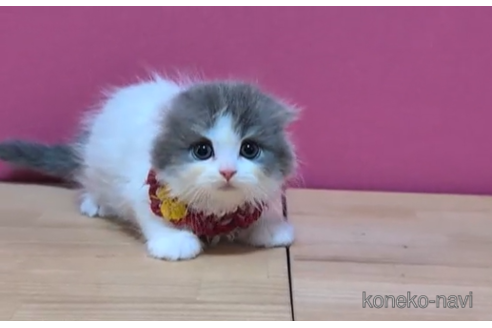 成約済の東京都のスコティッシュフォールド(折れ耳)-105330の4枚目